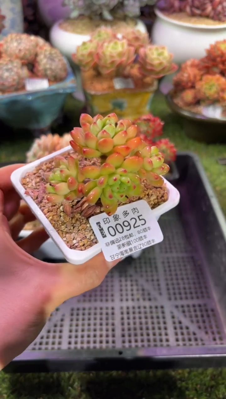 【闪购商品】00925