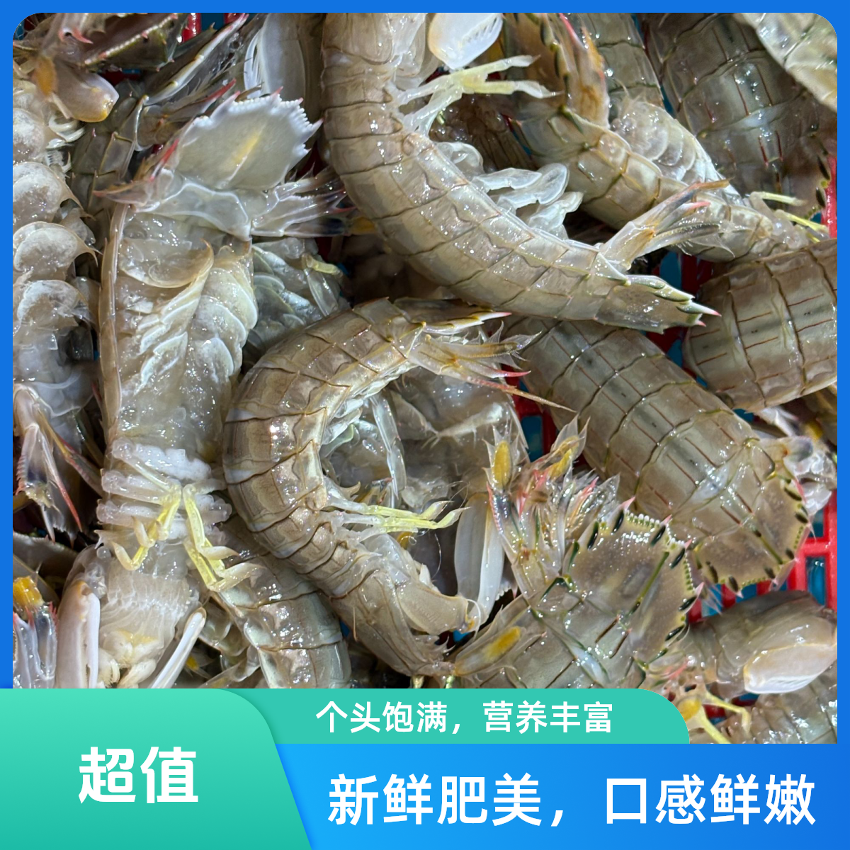 2000g无锡四斤鲜活皮皮虾多肉鲜活包到家可椒盐可白灼