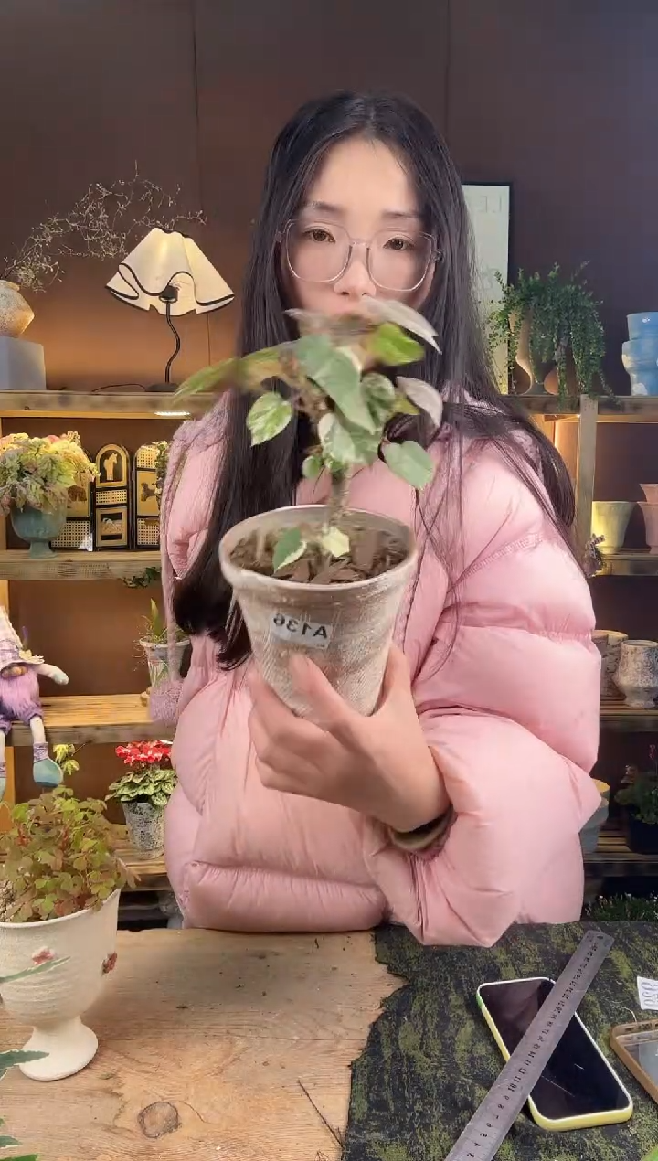 以实际为准花叶黄锦加盆一套136