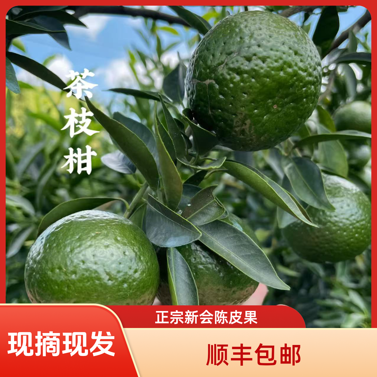正宗新会圈枝 大青柑 茶枝柑鲜果 天禄产区 现摘现发顺丰包邮