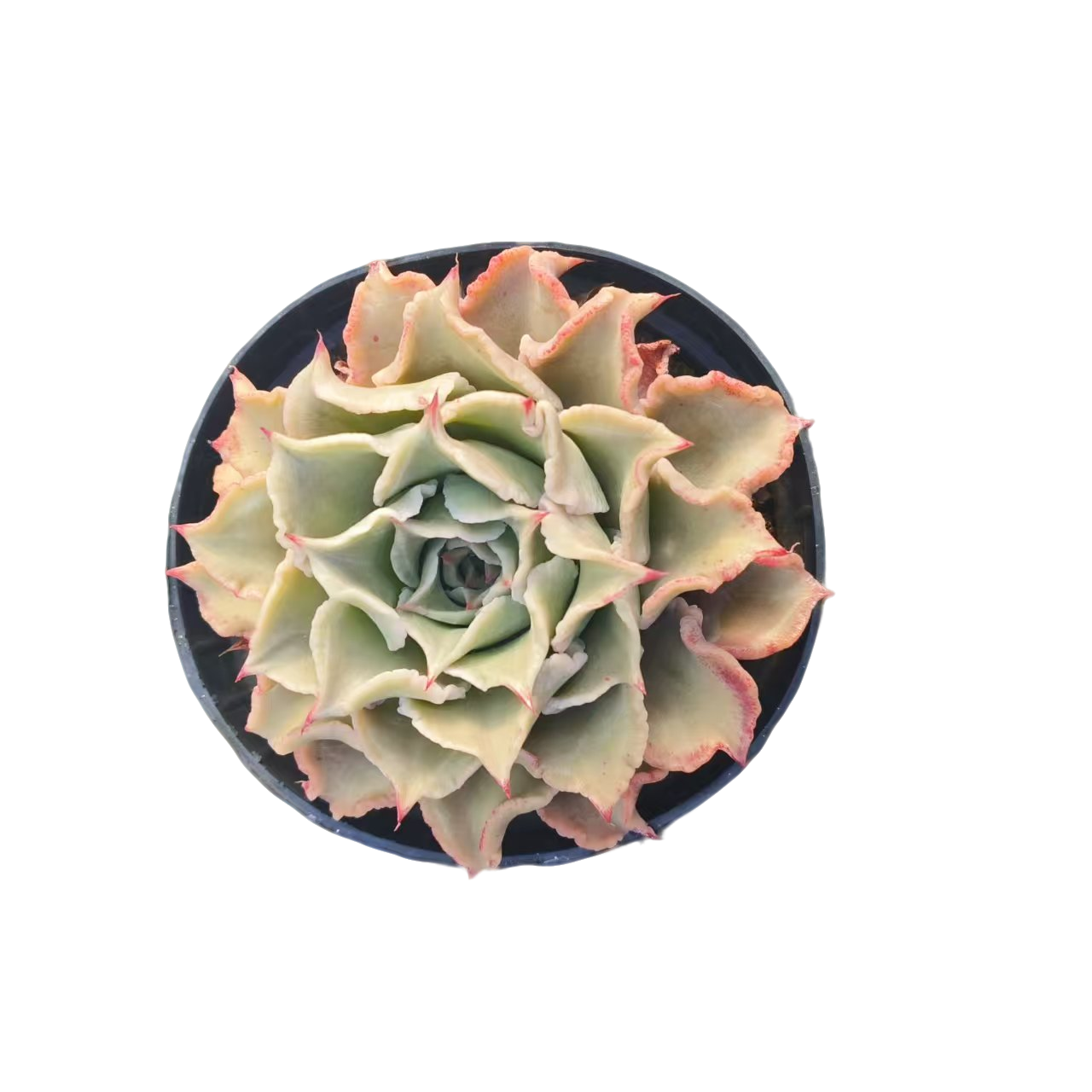 同美多肉园艺  饺子皮  以直播间实物为准 综合链接