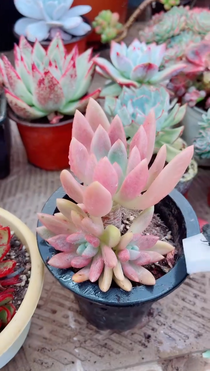 草*多肉植物一物一拍07062