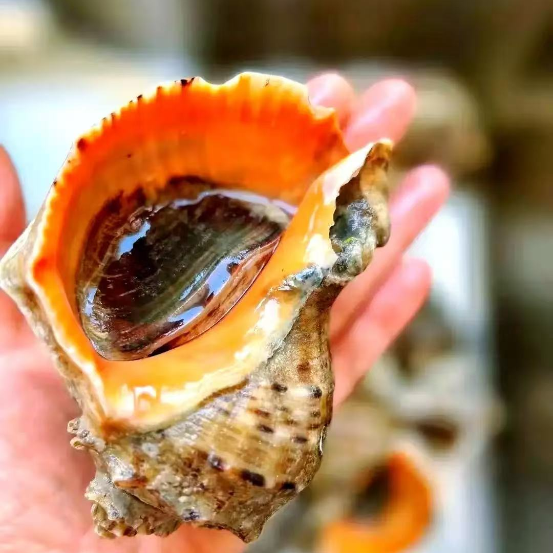 【本地大海螺】个顶个鲜活，皮薄！味鲜！3-5两一个，顺丰发货！