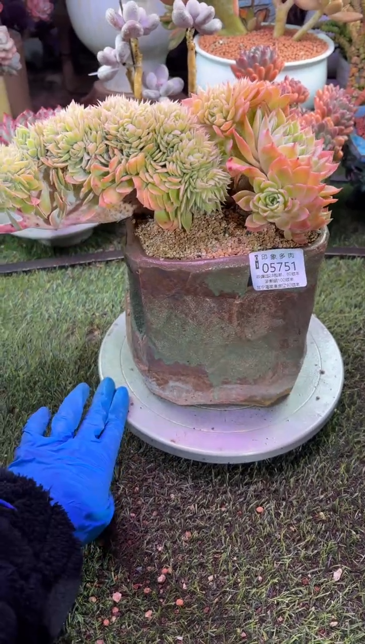 【闪购商品】05751