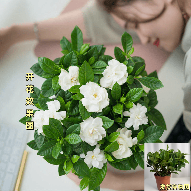 大叶栀子花盆栽浓香型栀子花花卉绿植室内客厅阳台绿植