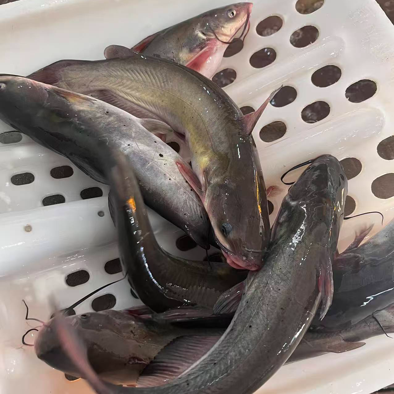 清江鱼江团鱼东北冷水鱼淡水鱼