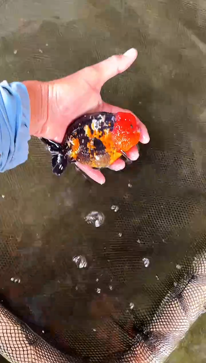 金鱼懒*写水娃娃观赏鱼兰寿金鱼  不包邮