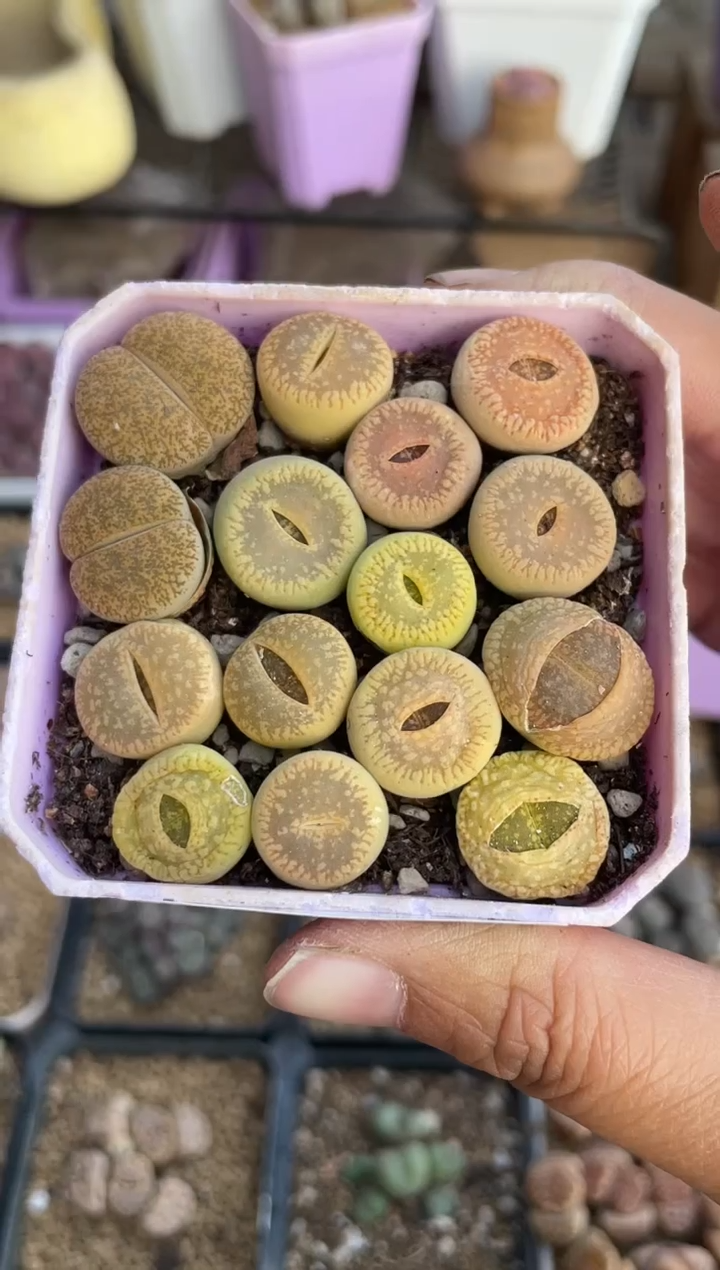 【闪购商品】9498直播一物一拍