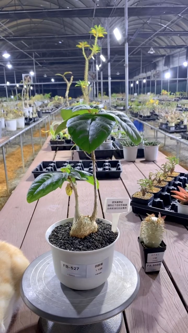 【闪购商品】白脉榕FB-527