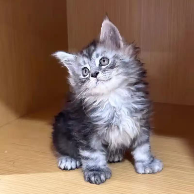 【全品类猫咪】金渐层银渐层布偶玄猫英短虎斑起司缅因等