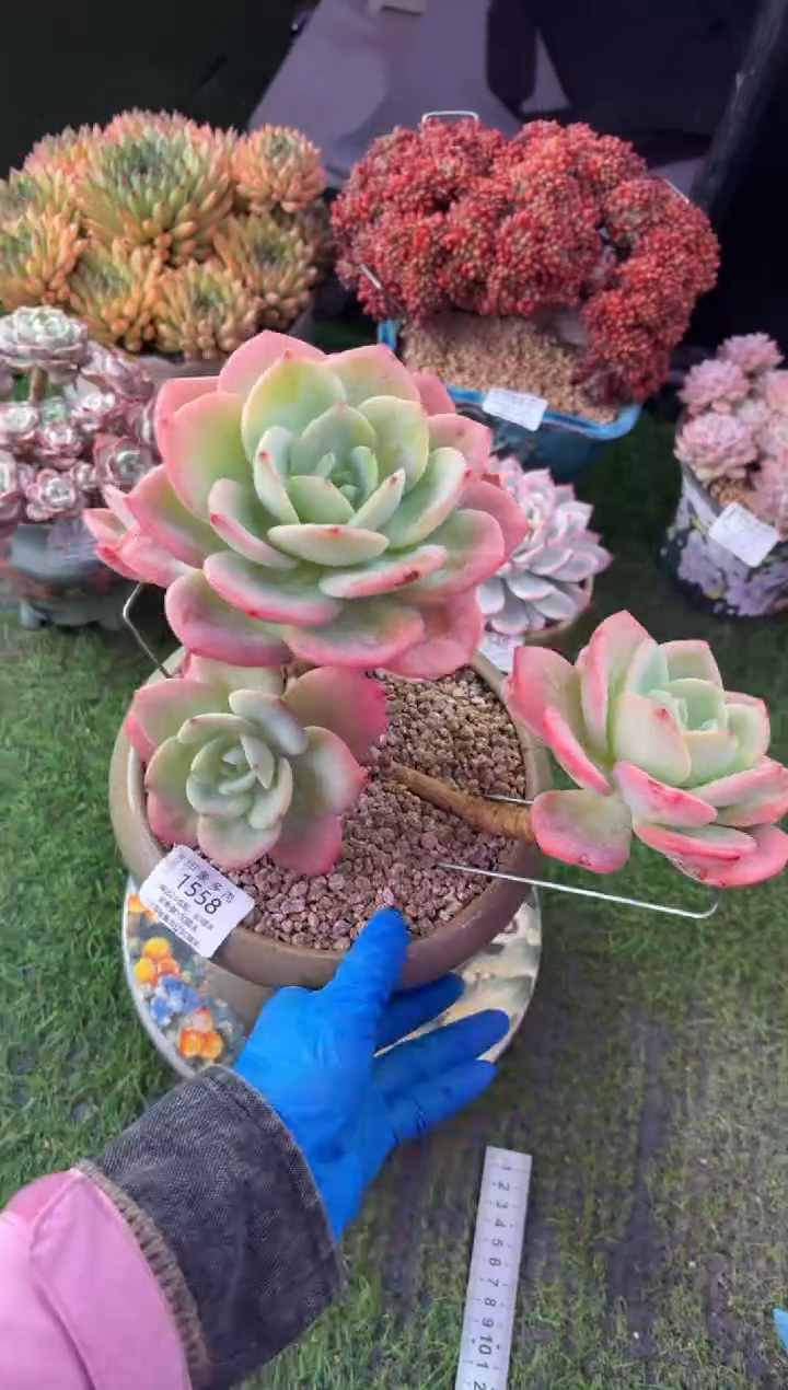 昆明印象多肉1558