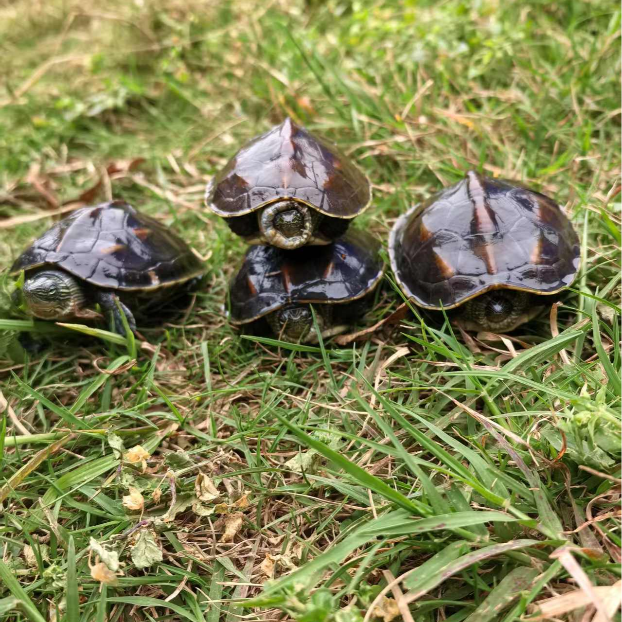 各种规格的乌龟苗甲鱼苗