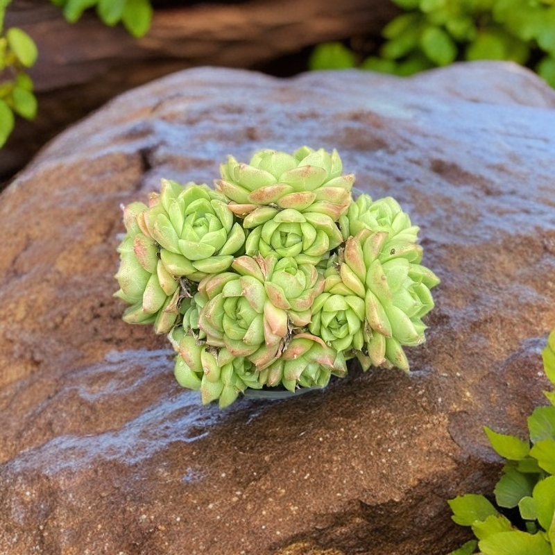 红女王多肉植物适合阳台露台栽种可用于室内绿植盆栽净化空气