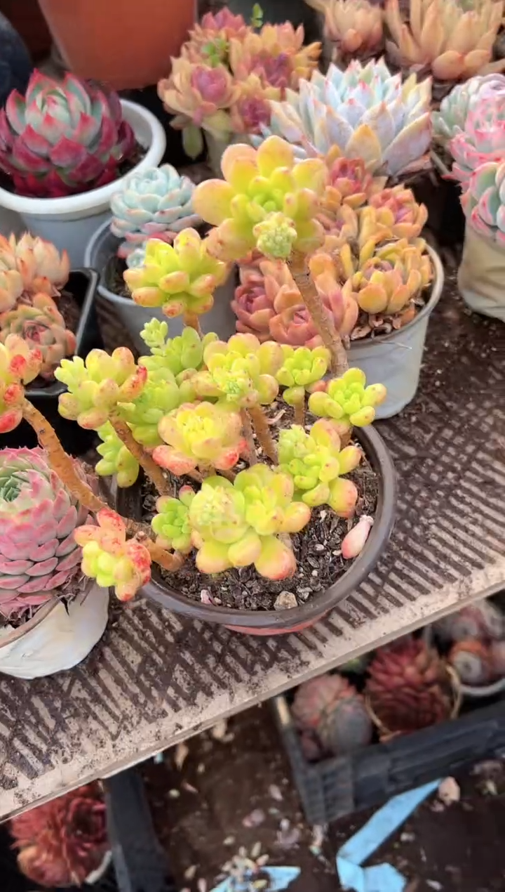 ?****?多肉植物一物一拍01409