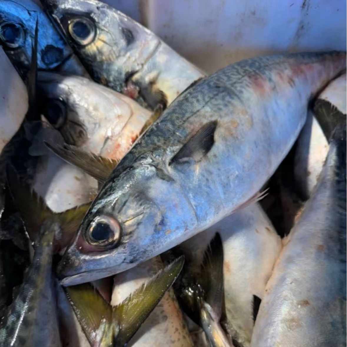 【鲐鲅鱼】大连野生鲐鲅鱼 4斤 运输全国包邮发货