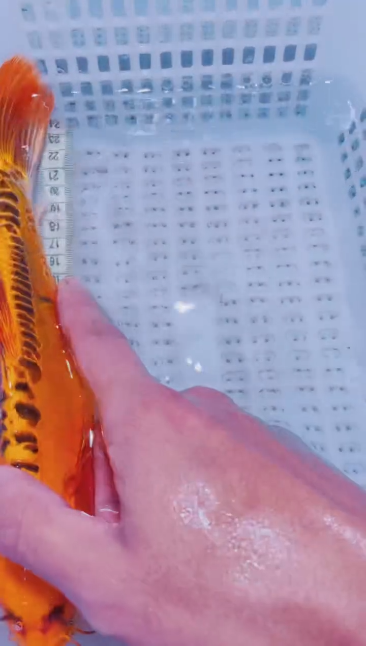 锦鲤血统锦鲤全场包邮88