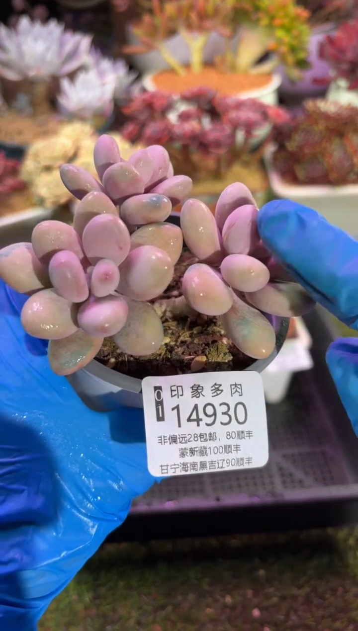 【闪购商品】14930