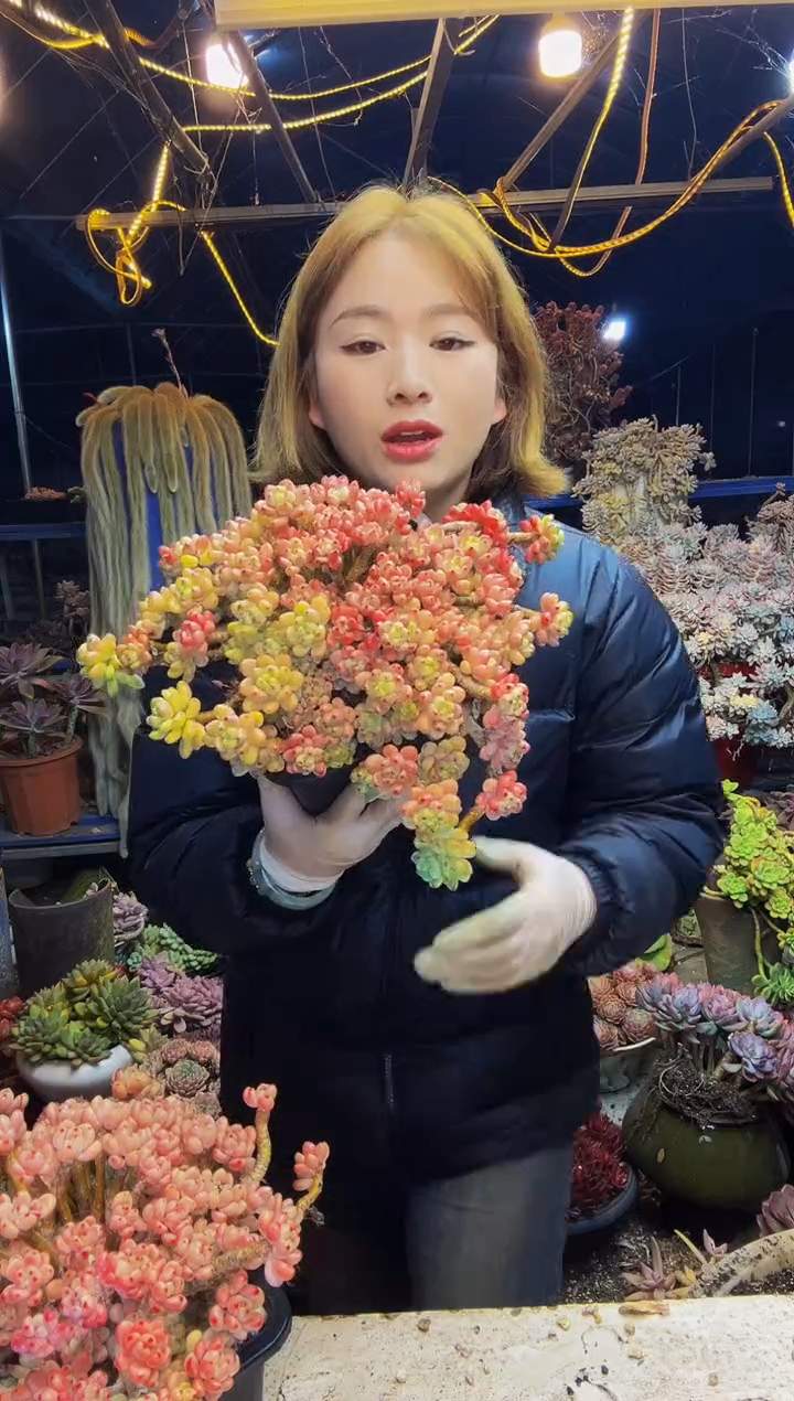 黑方盘丸叶罗琦脱土包邮