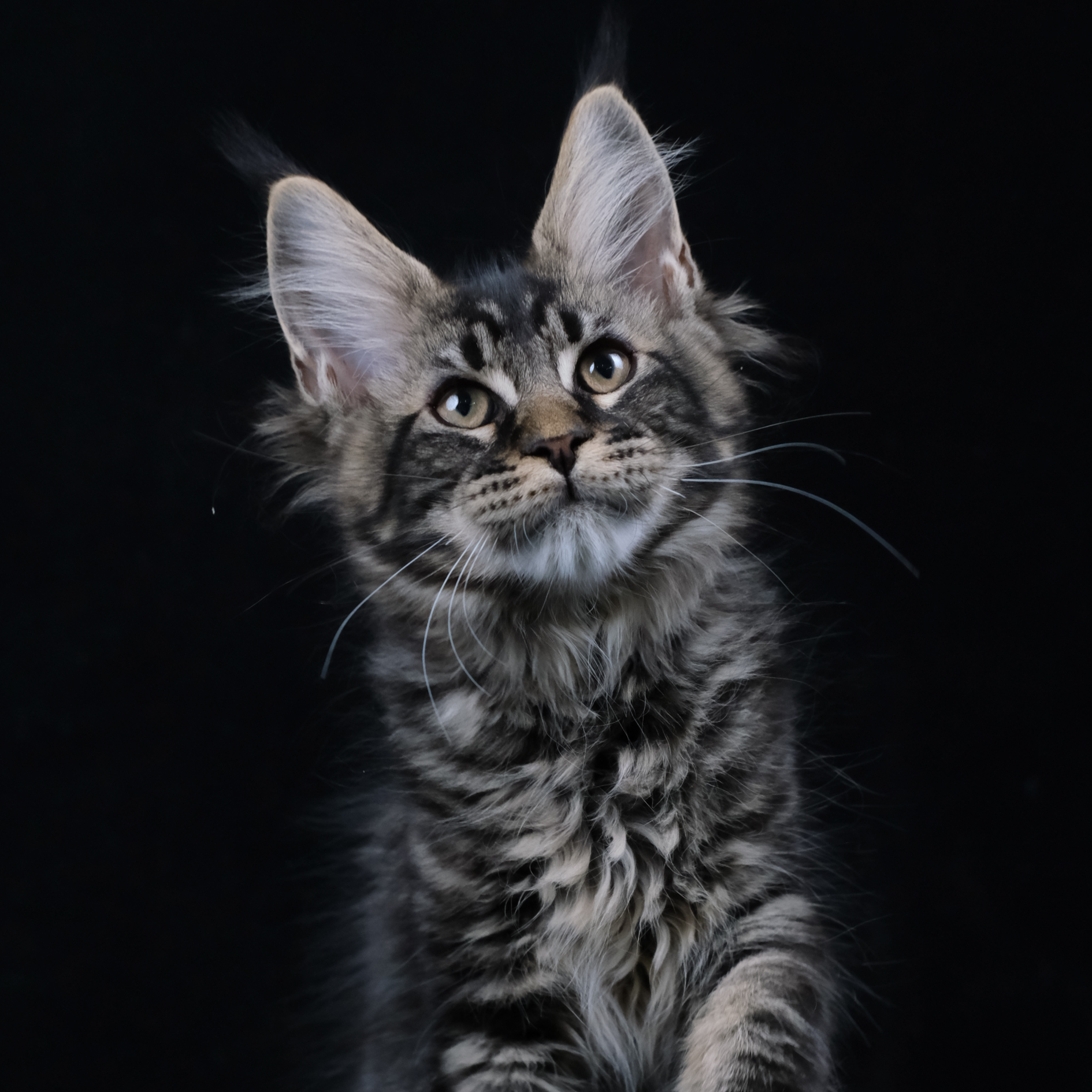 （蜜薯）棕虎斑缅因猫弟弟宠物幼猫