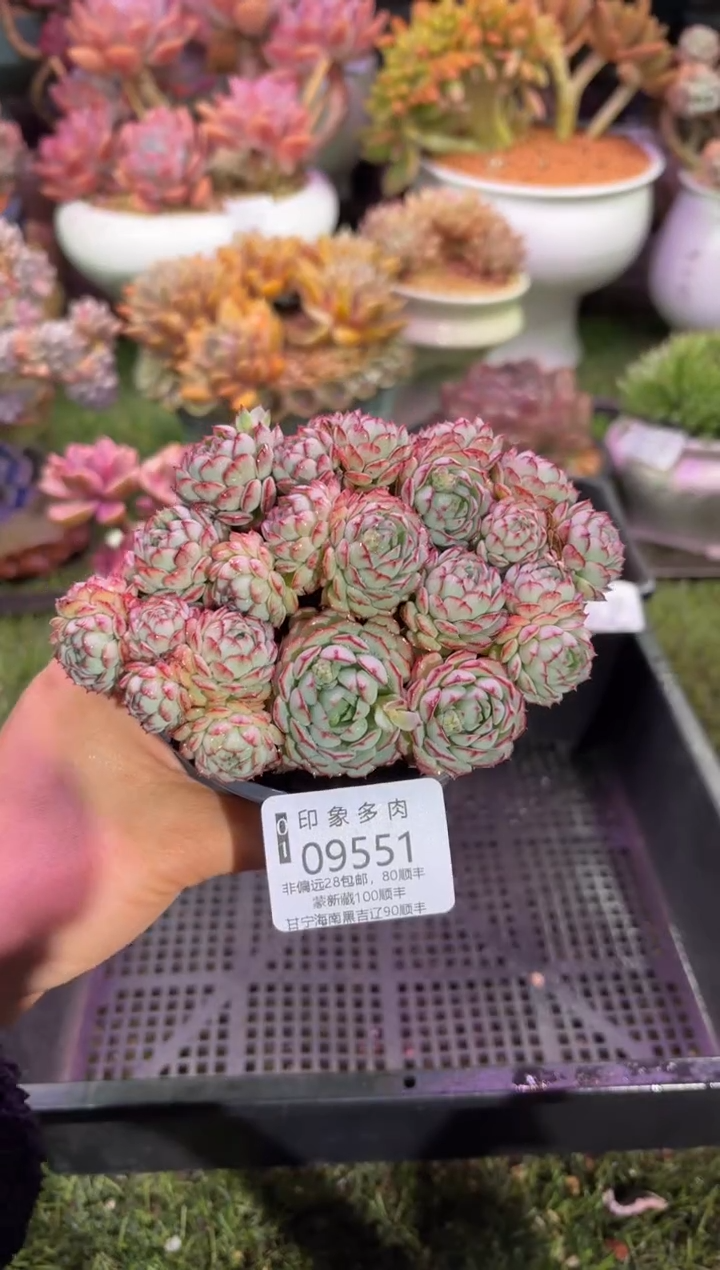 【闪购商品】09551