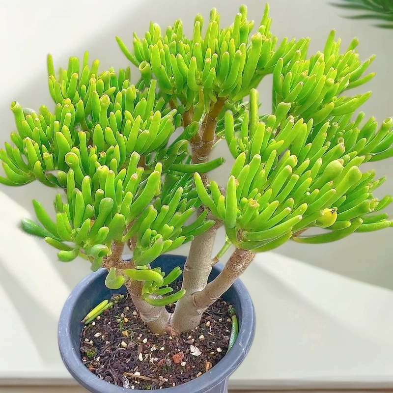 小号老庄吸财树   室内室外   南方北方  好看好种好养  多肉绿植