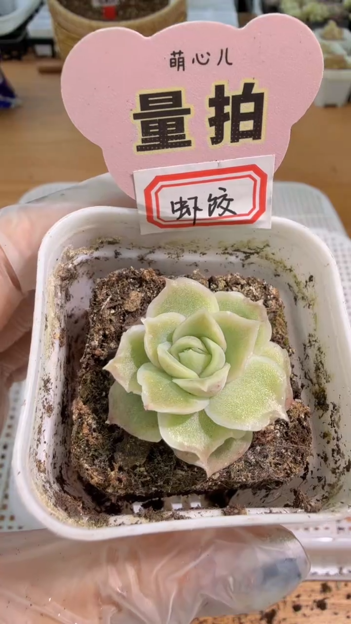 虾饺 五方一盆 单双混 量拍混发