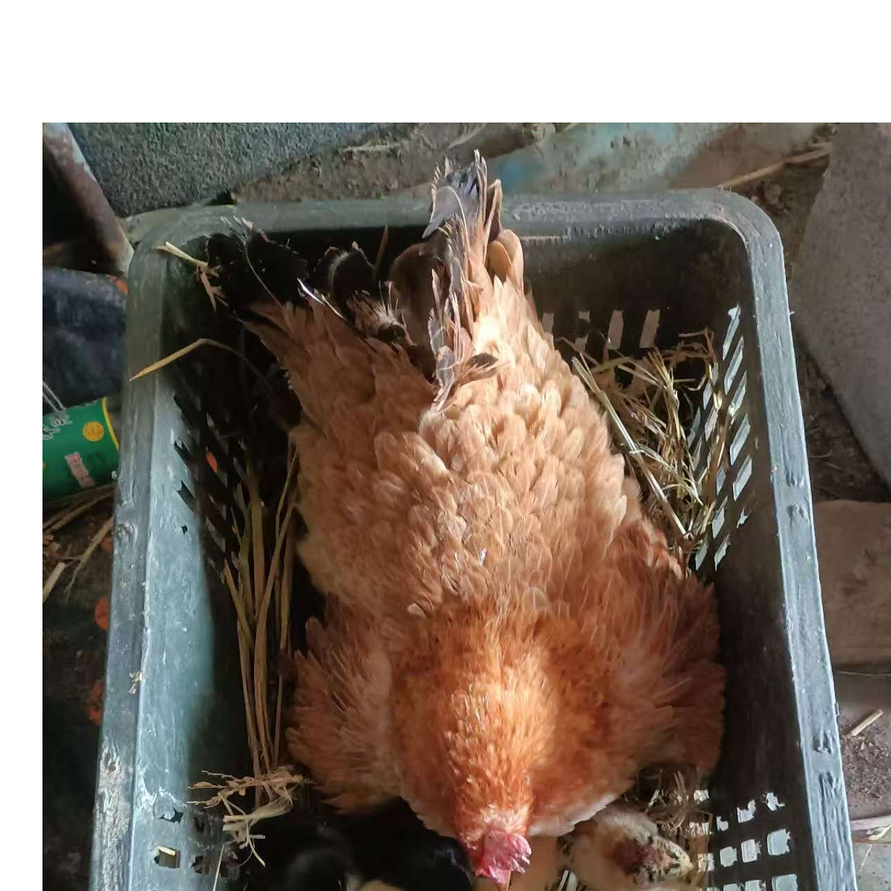 一只框【装二十】一只大