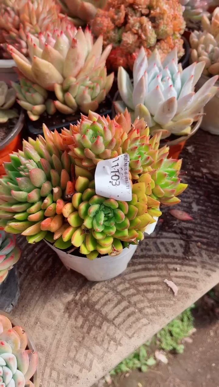 舒*跃跃精品多肉11103