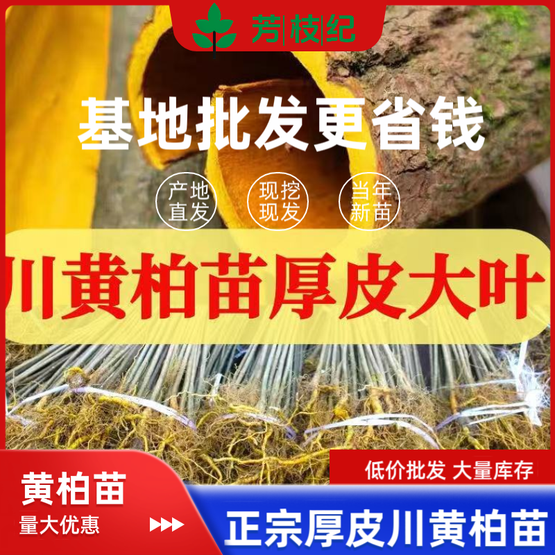 黄柏苗厚皮川黄柏剥皮卖黄柏树苗川黄柏树苗川黄柏苗圃黄柏苗
