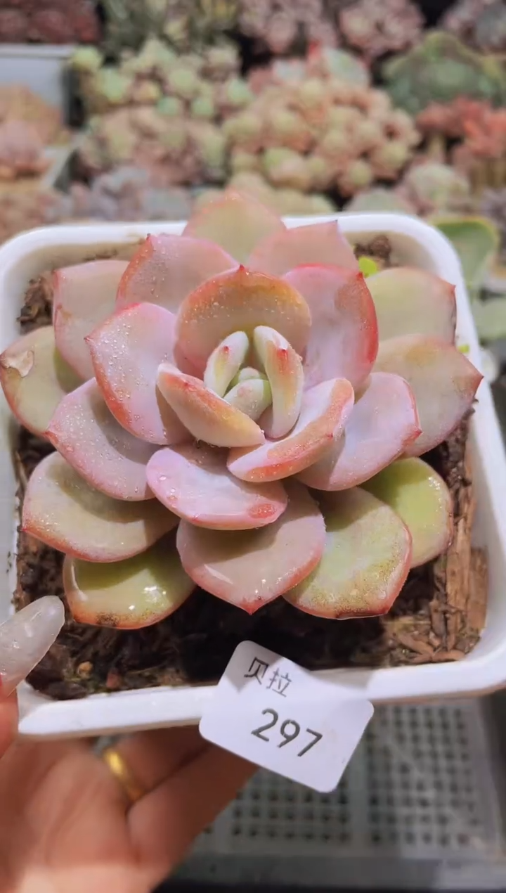 【闪购商品】297奶茶