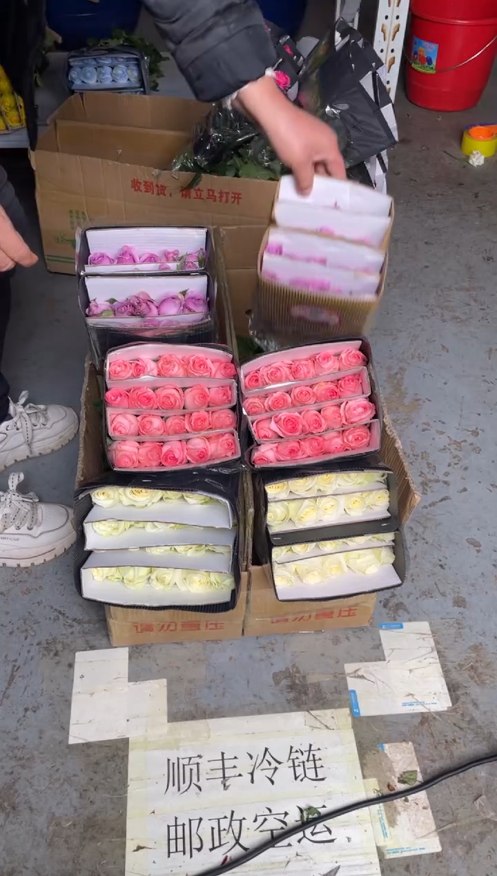 白雪山20枝+戴安娜20枝+紫霞20枝