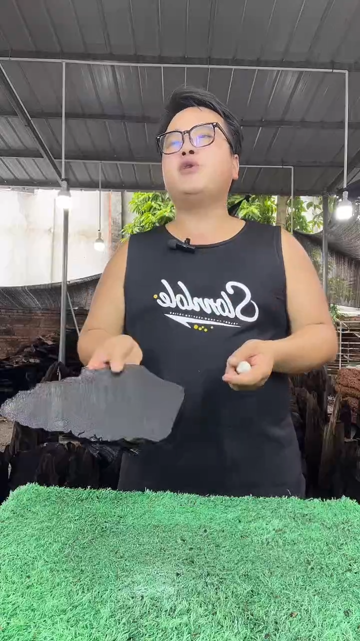 金丝楠小叶桢楠209