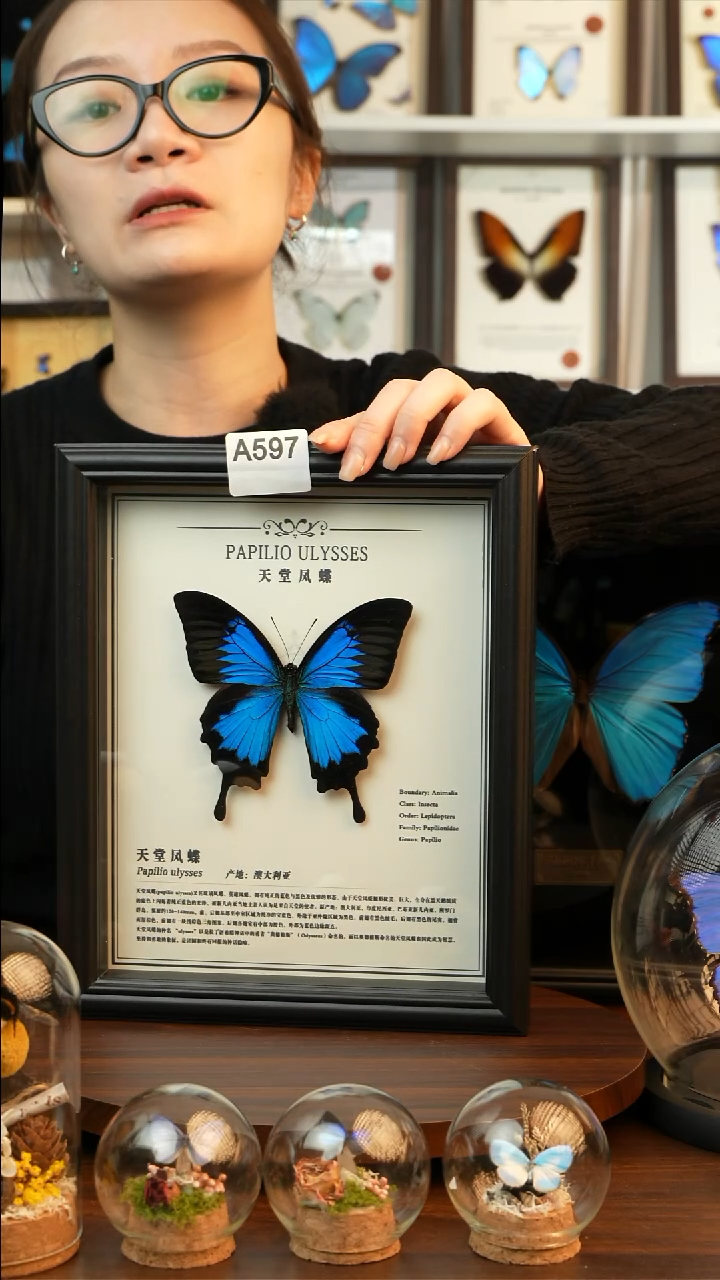 天堂凤蝶-中文（10寸欧式黑框）A597