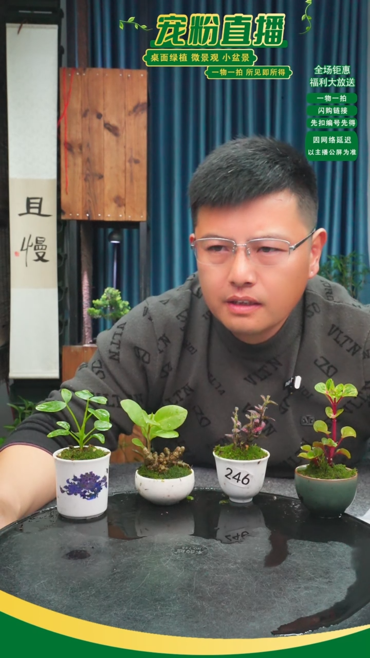 无花朵一***?苔藓微景观246号