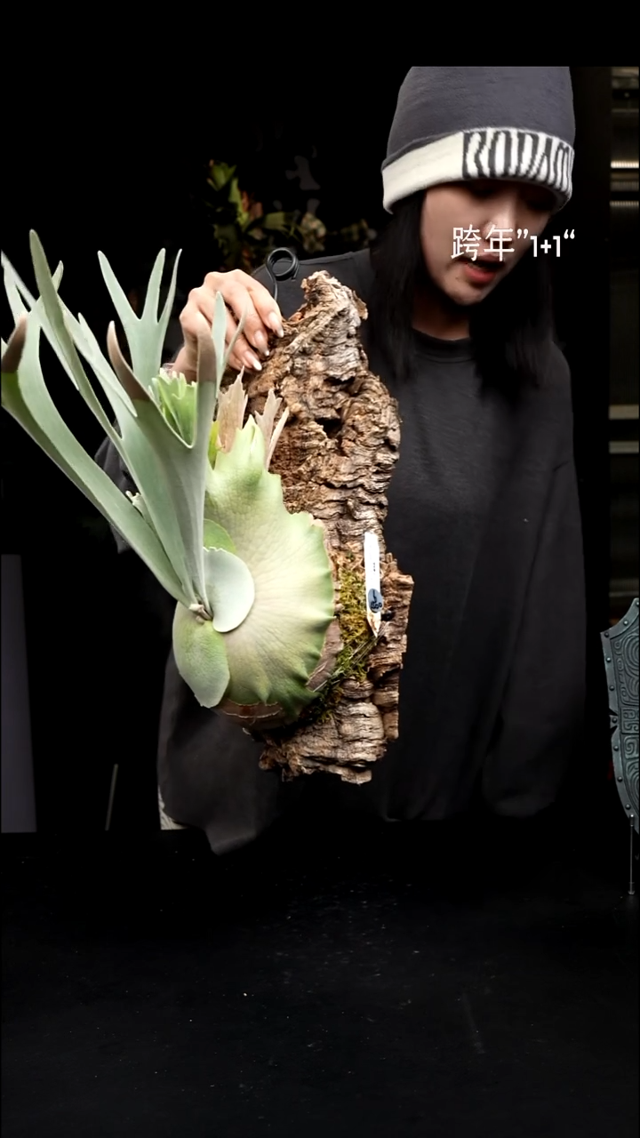 不开花植物LC1231-06 柠檬银鹿