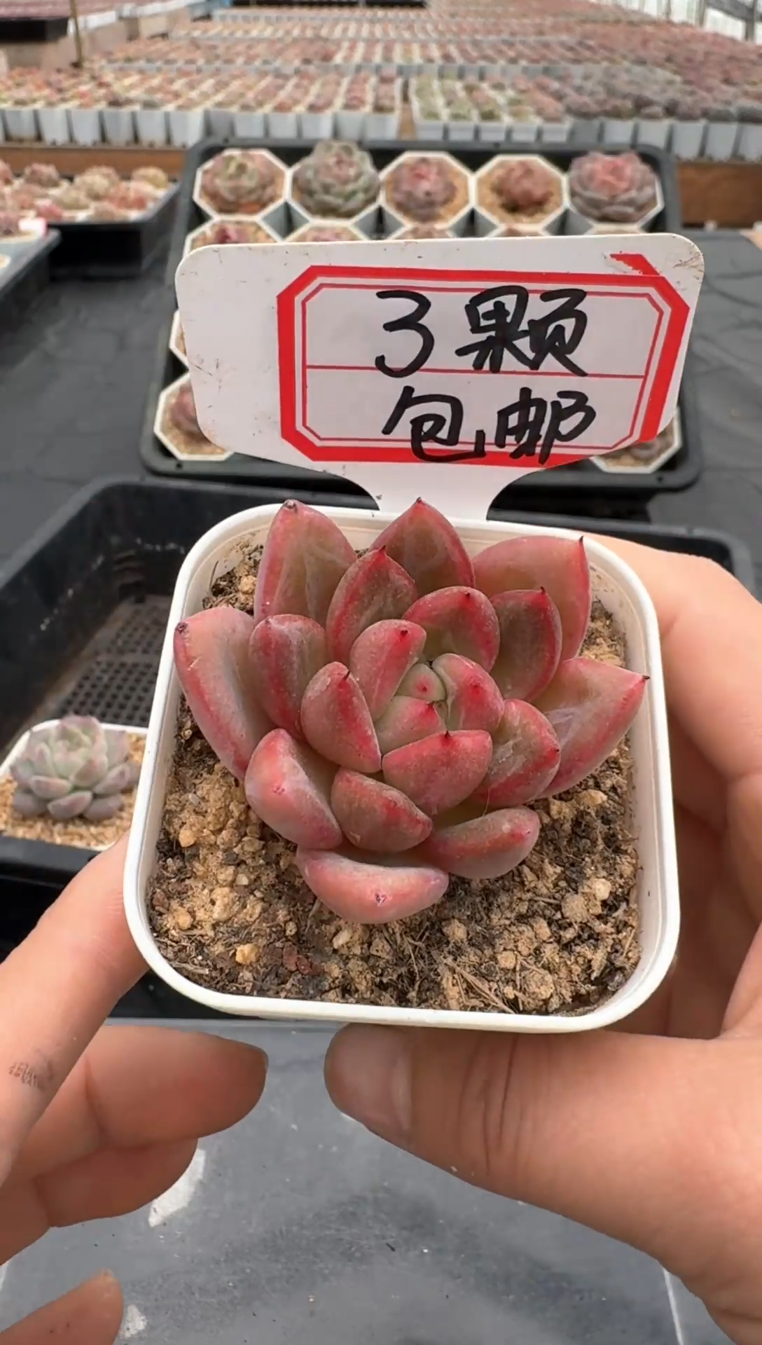 【闪购商品】623号 珍妮杂交多肉 花卉植物