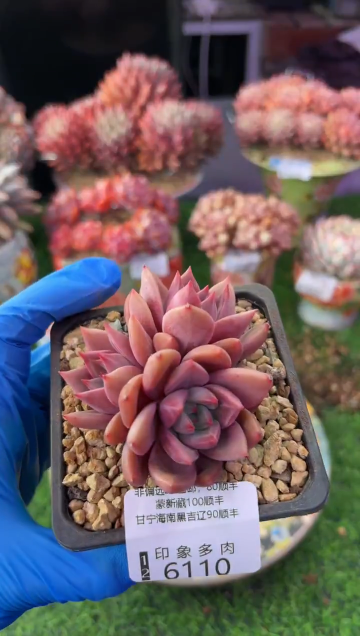 昆明印象多肉6110
