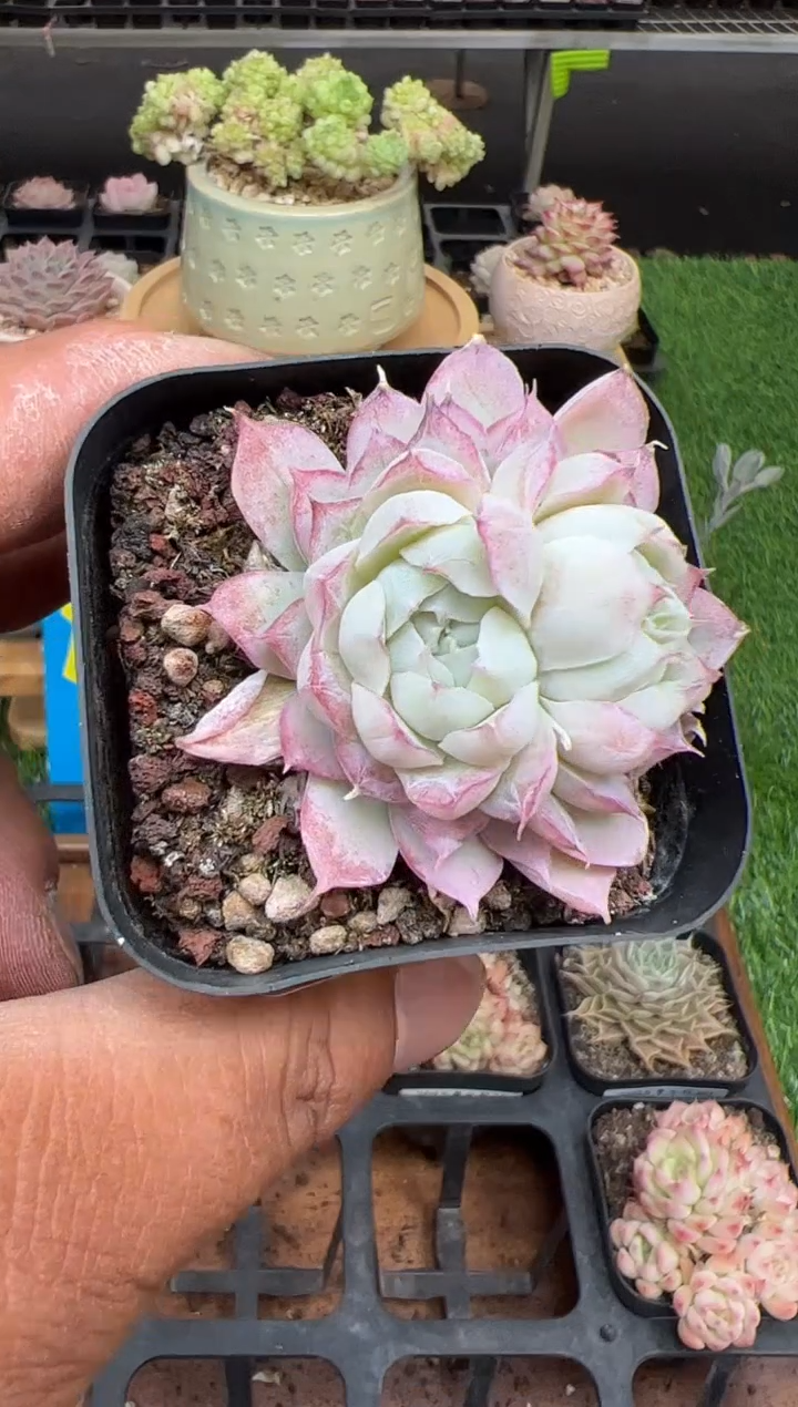 东云多肉园二店-288