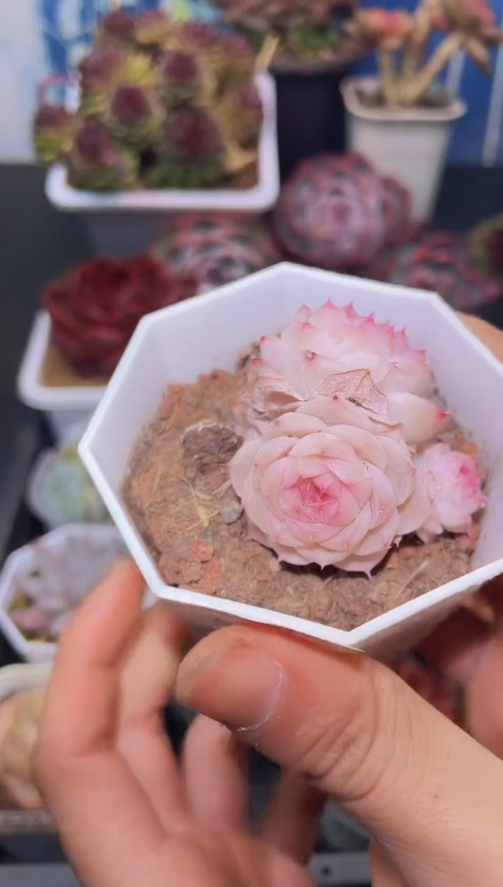 【闪购商品】231精灵之心群生