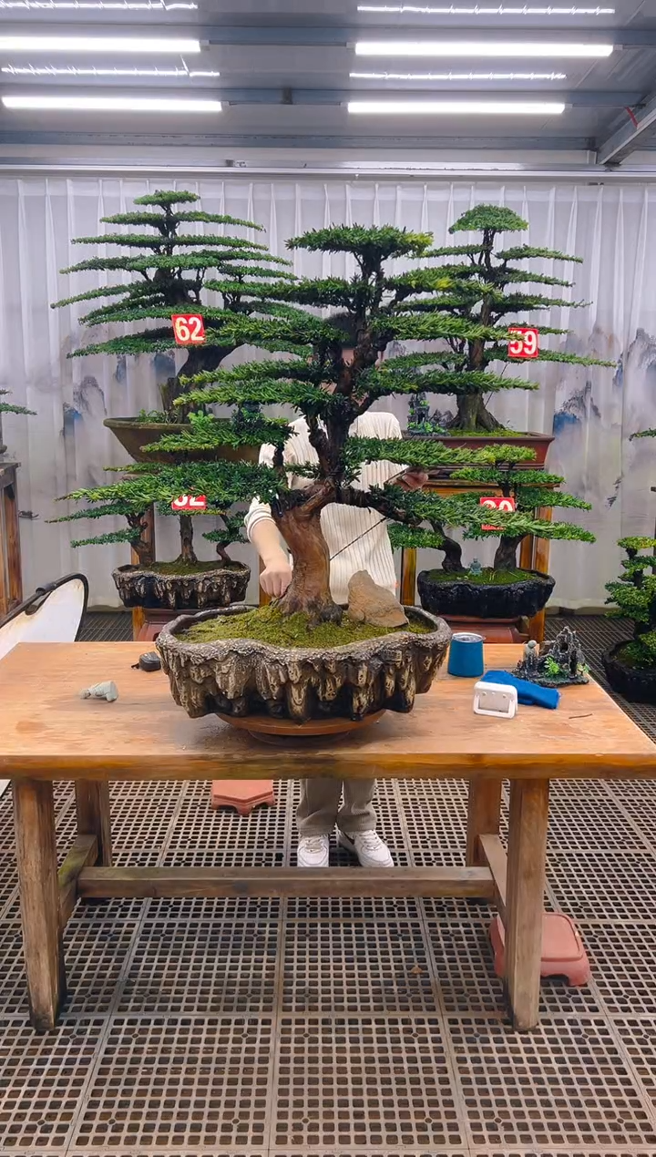 无花朵虎**辉精品盆景直播间一物一拍