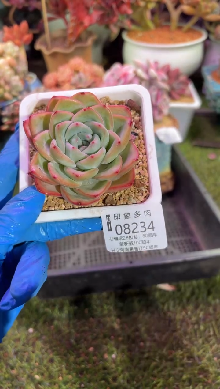 【闪购商品】08234