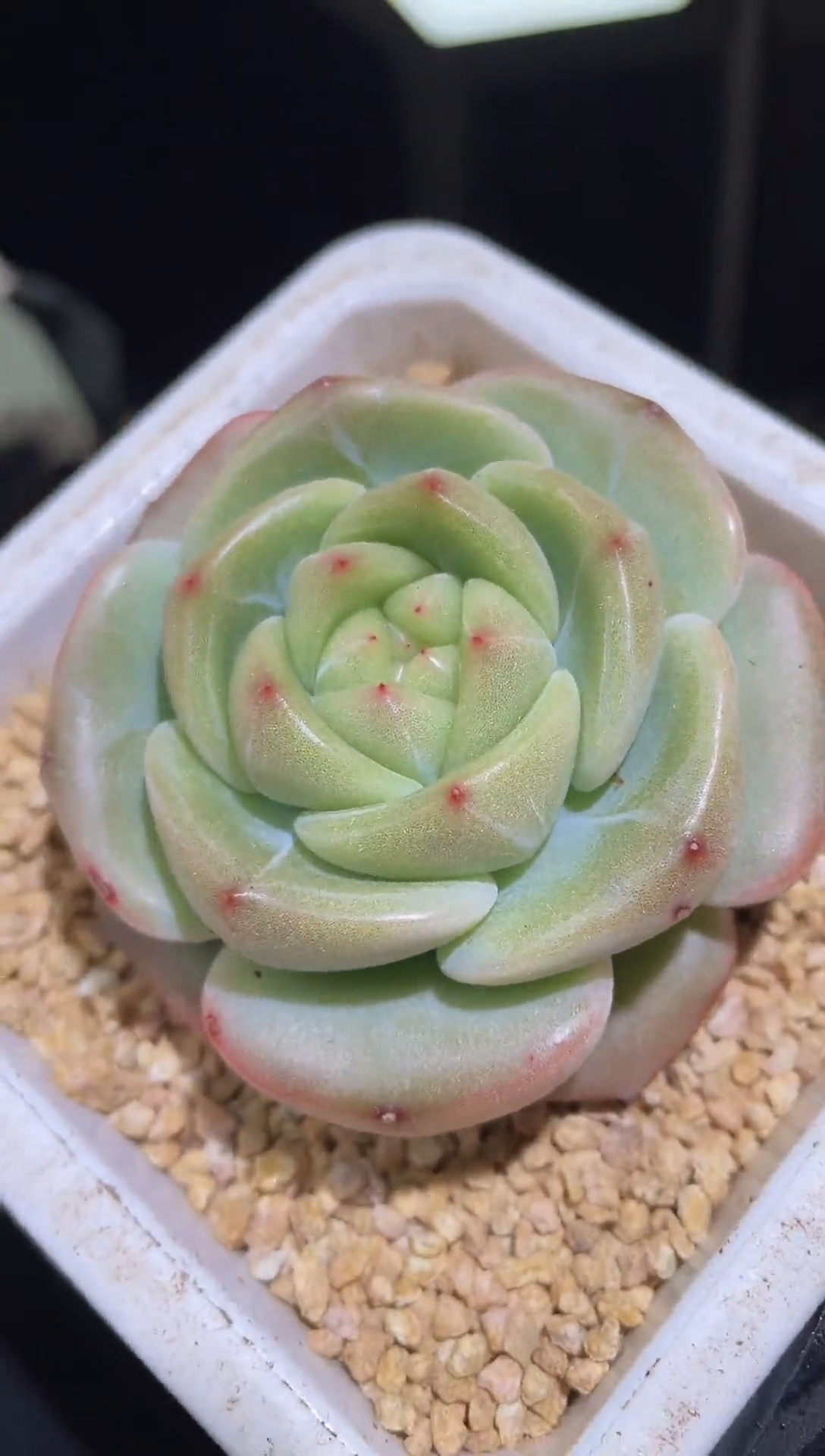 1527     天珠珍妮母本       5-6  厘米左右    量拍随机发