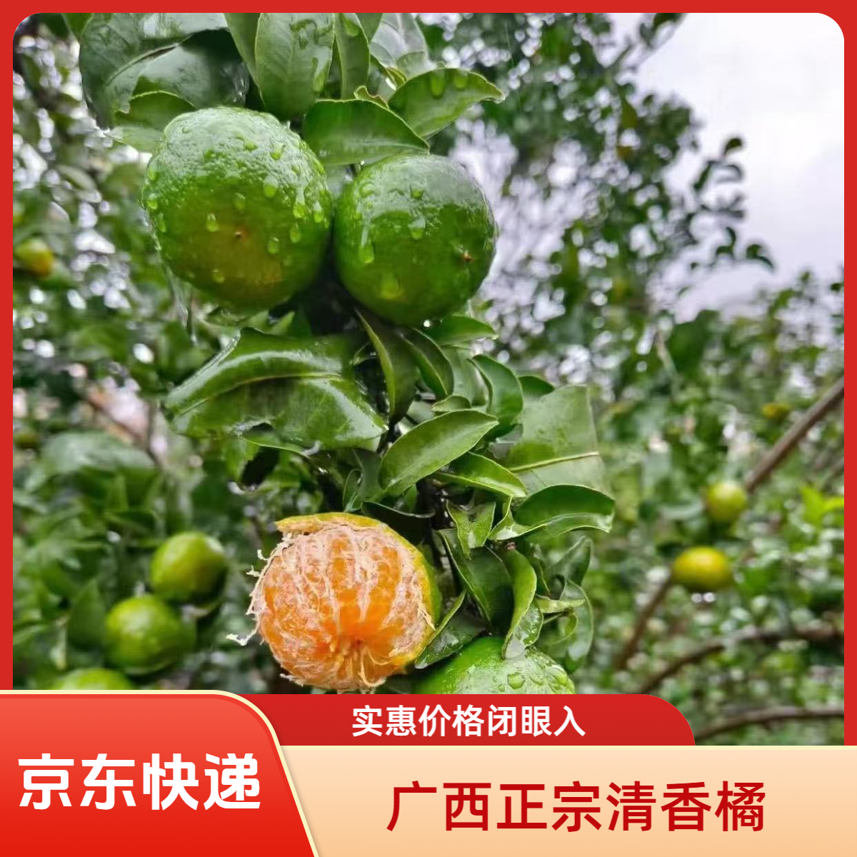 （A级果）广西清香茶橘清香橘清香蜜桔新鲜纯甜无酸巴西柑香桔