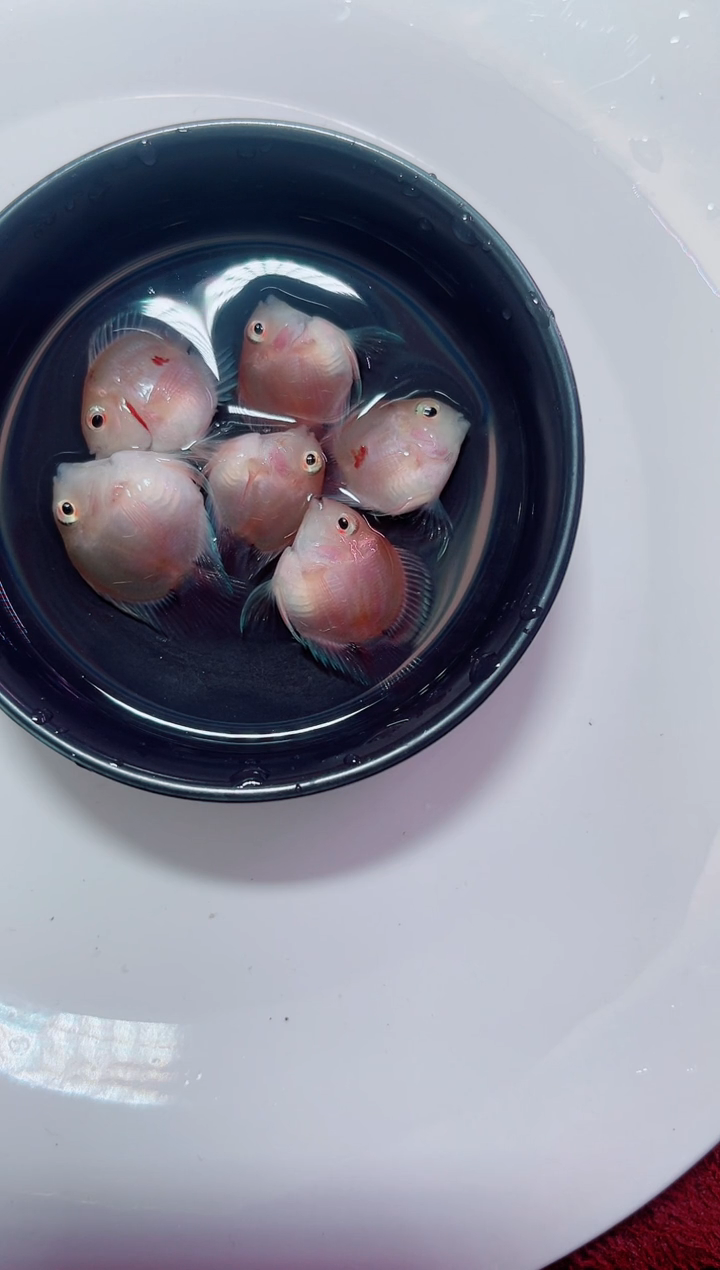 海水鱼2323523332232332