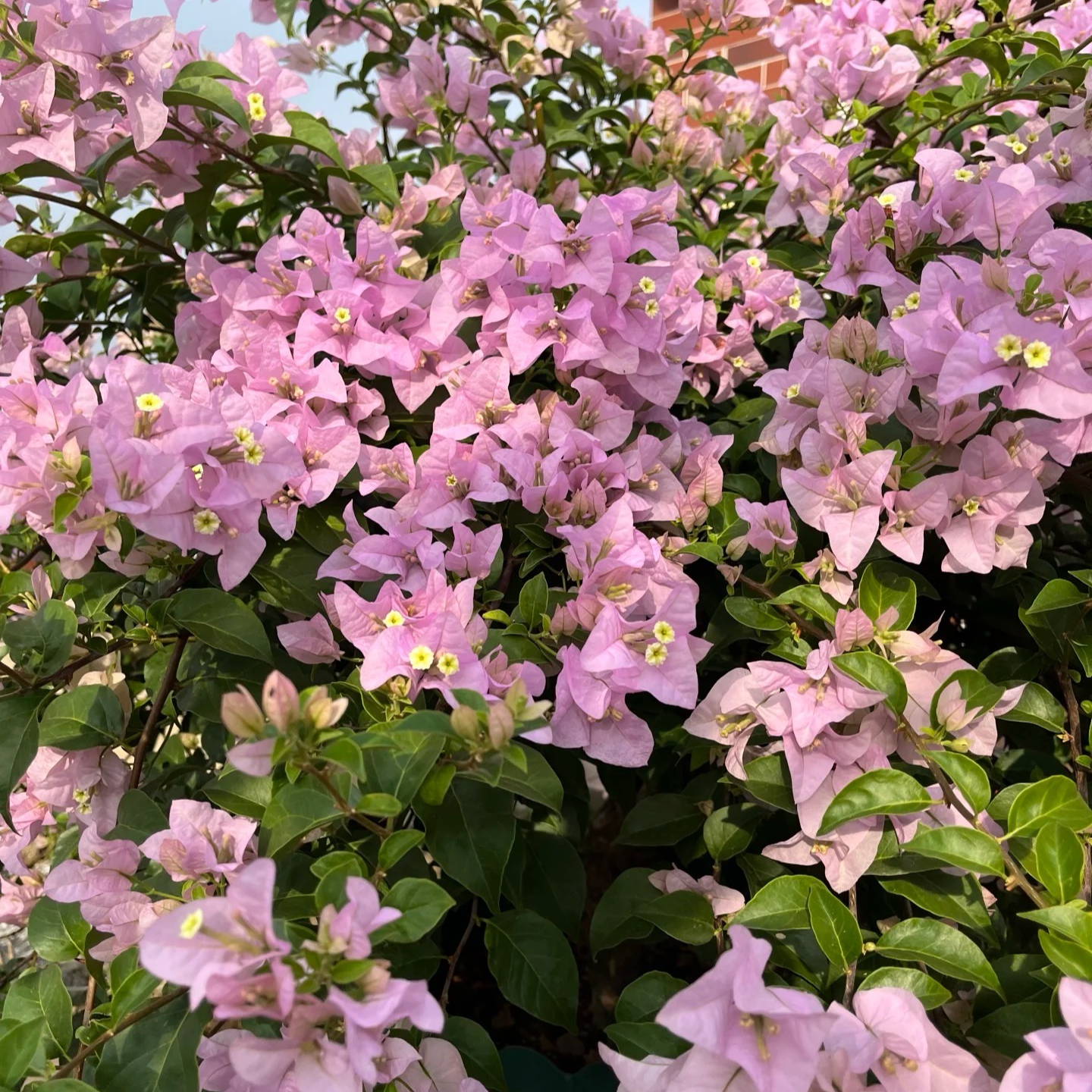 【苹果花】三角梅勤花高级色系带盆带土带花好养易活