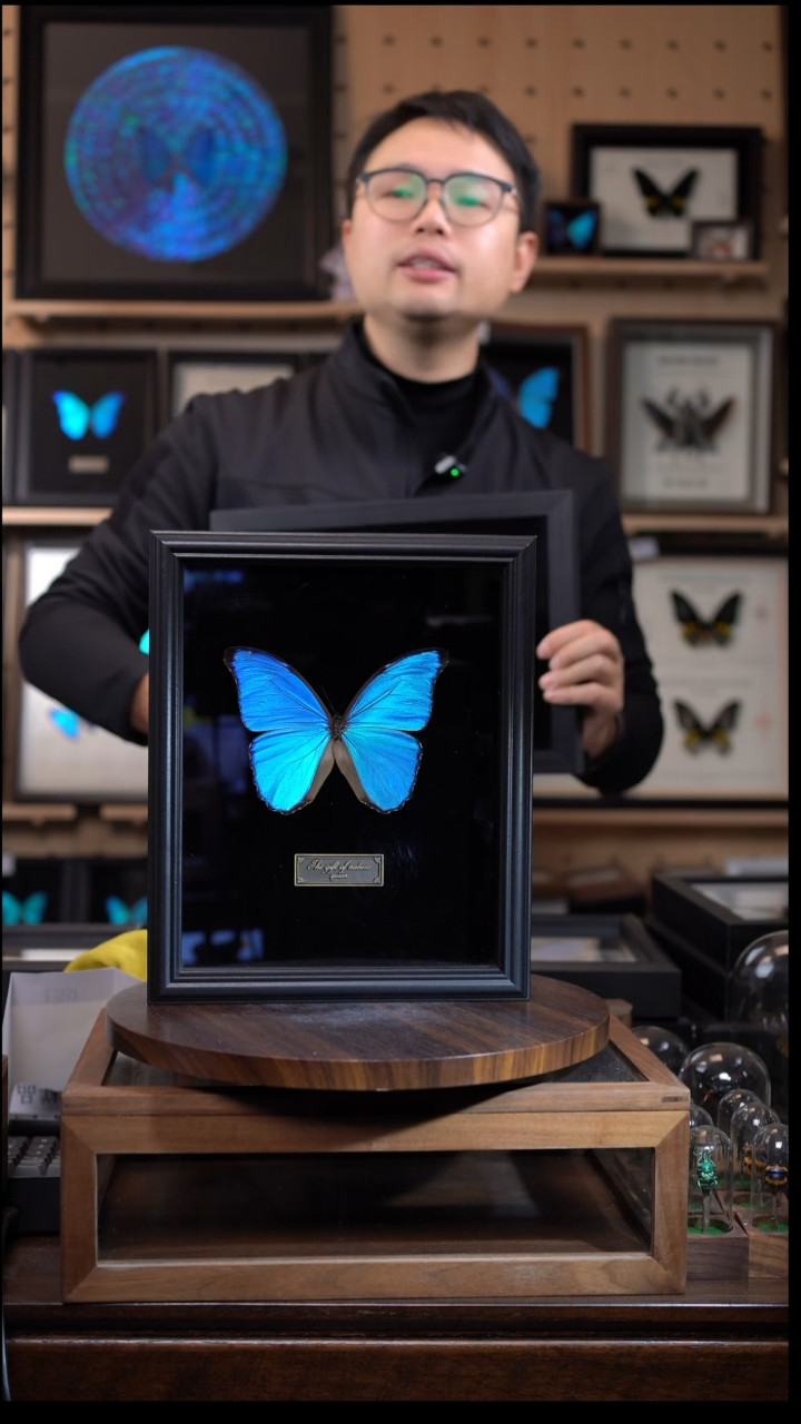 大蓝闪蝶黑绒底版10寸欧式框（带证书）