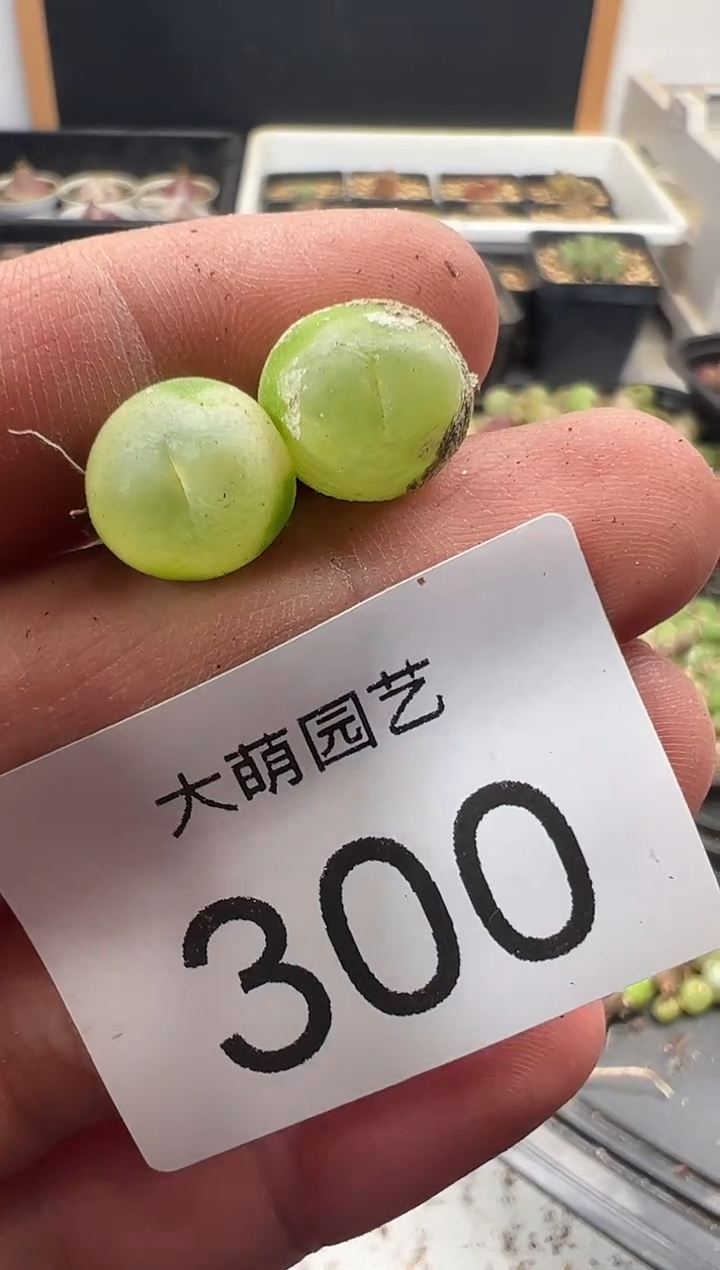 一物一拍           300