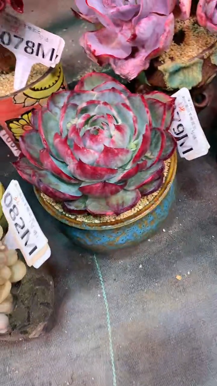 【闪购商品】079MMM