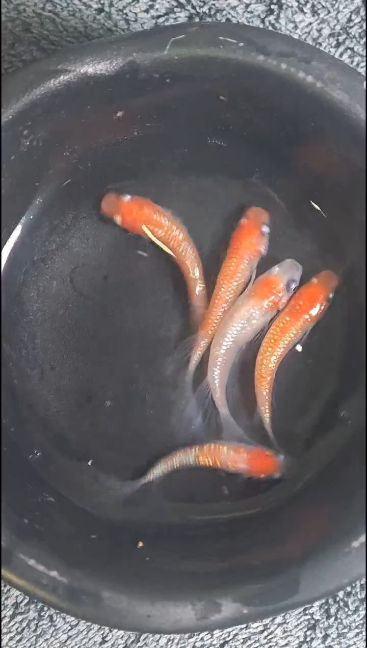 青鳉鱼观背青鳉10