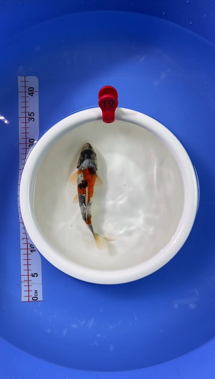 锦鲤活体二号链接/暂收运费5